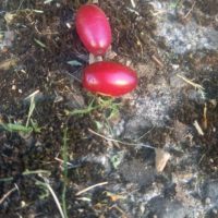 Le cornouiller (3 min.)